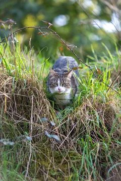 A tiger cat walking in the forest Stock Photos