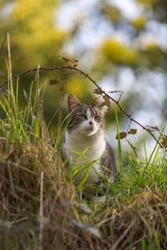 A tiger cat walking in the forest Stock Photos