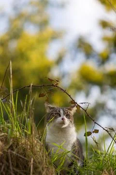 A tiger cat walking in the forest Stock Photos