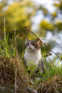 A tiger cat walking in the forest Stock Photos