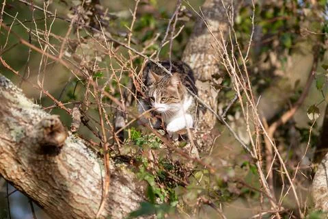 A tiger cat walking in the forest Stock Photos