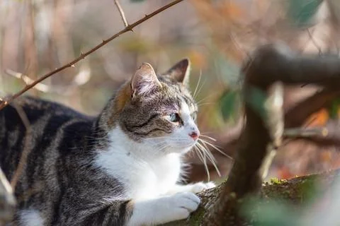 A tiger cat walking in the forest Stock Photos