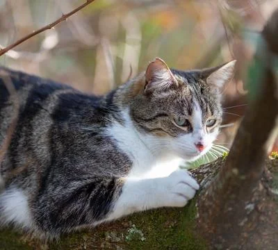 A tiger cat walking in the forest Stock Photos
