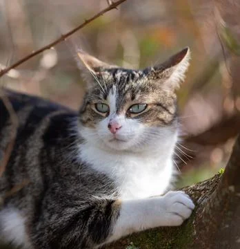 A tiger cat walking in the forest Stock Photos