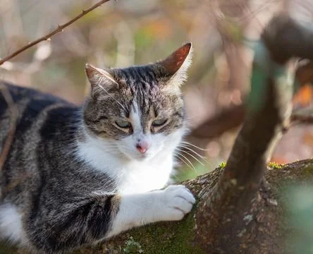 A tiger cat walking in the forest Stock Photos