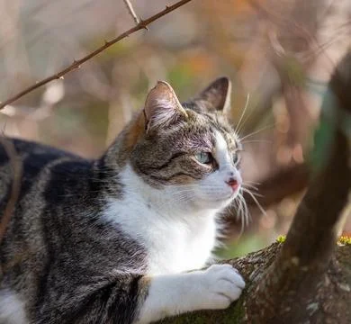 A tiger cat walking in the forest Stock Photos