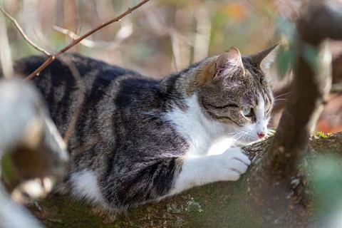 A tiger cat walking in the forest Stock Photos