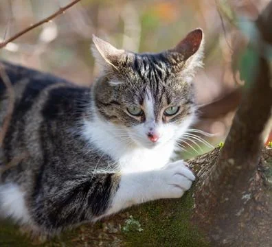 A tiger cat walking in the forest Stock Photos
