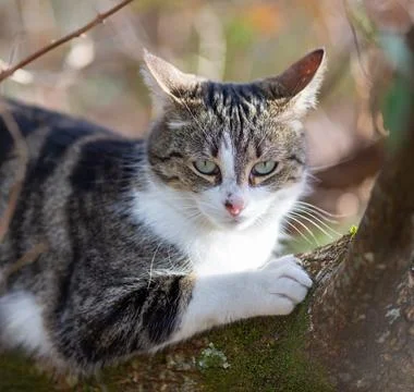 A tiger cat walking in the forest Foto stock