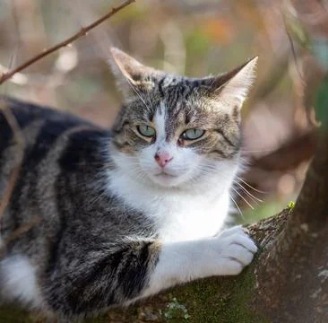 A tiger cat walking in the forest Foto stock