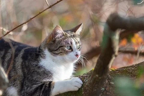 A tiger cat walking in the forest Stock Photos