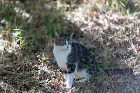 A tiger cat walks in the forest and climbs the branches of an oak tree Stock Photos
