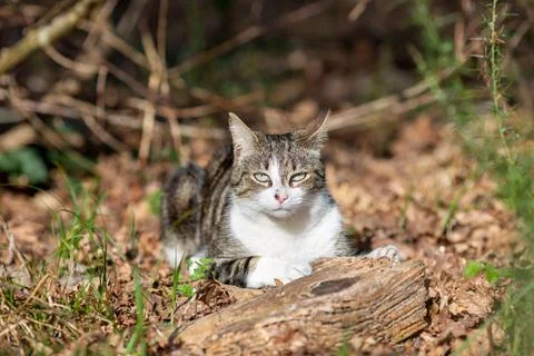 A tiger cat walks in the forest Stock Photos