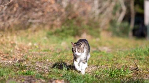 A tiger cat walks in the forest Stock Photos