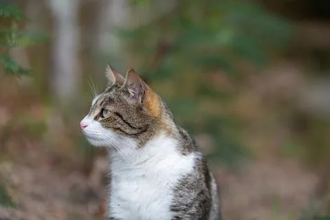 A tiger cat walks in the forest Stock Photos
