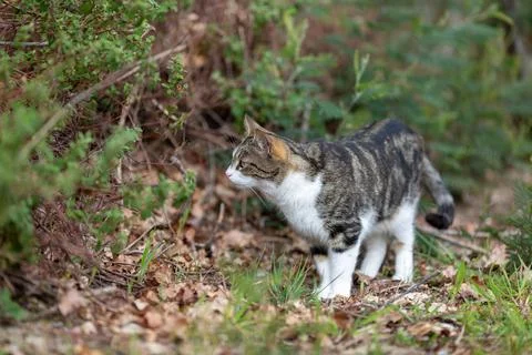 A tiger cat walks in the forest Foto stock