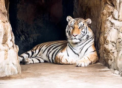 Tiger in cave Stock Photos