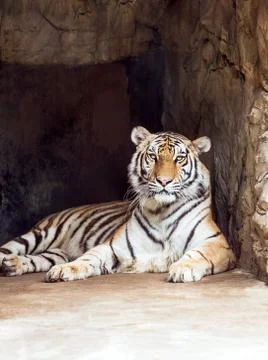 Tiger in cave Stock Photos