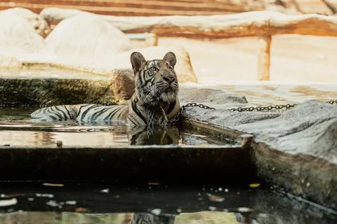 Tiger on chain is having bath in Tiger Canyon in Kanchanaburi, Thailand Stock Photos