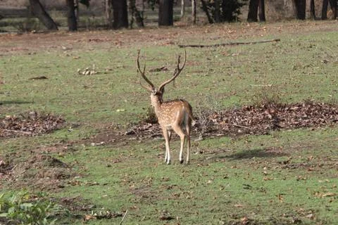 Tiger chasing axis deer, but unaware of it, Stock Photos