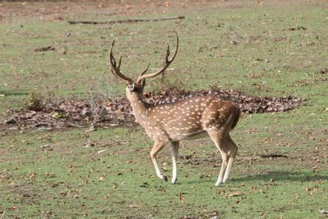 Tiger chasing axis deer, but unaware of it, also bush stuck in horns Stock Photos