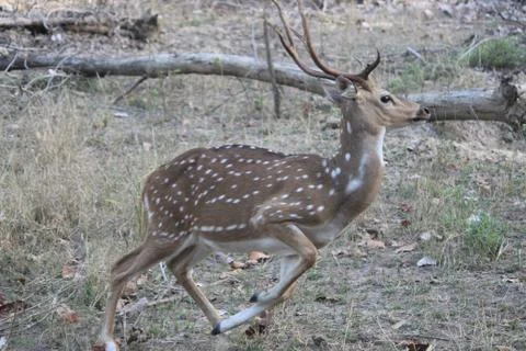 Tiger chasing cheetal Stock Photos