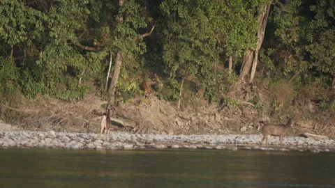 Tiger chasing river. Stock Footage 207086840