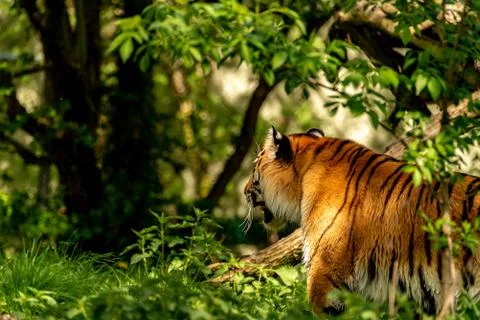 A tiger chasing through its wilderness at sunshine Stock Photos