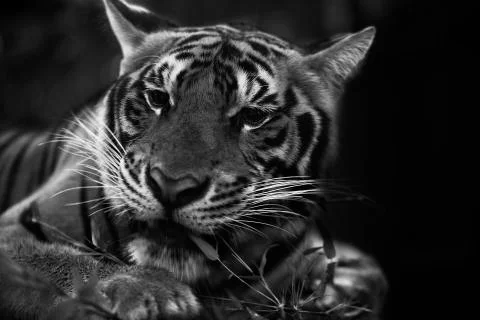 Tiger Chew 2 Stock Photos