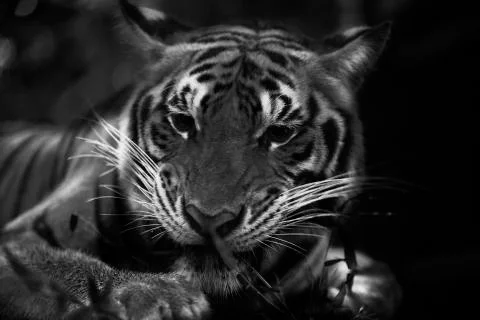 Tiger Chew Stock Photos