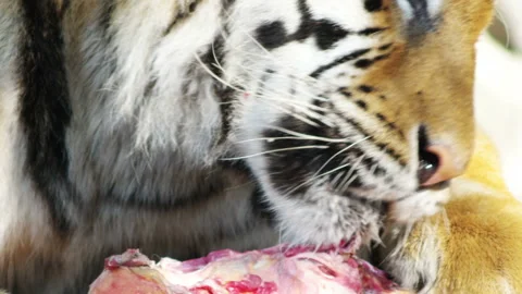 Tiger is chewing, close-ups Stock Footage 94759008