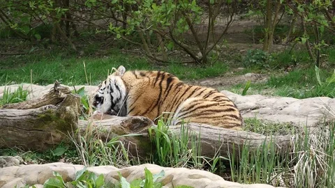 Tiger chewing on meat Stock Footage 112138578