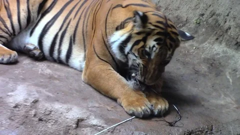 Tiger chewing peacock tail feather Video stock 78827778