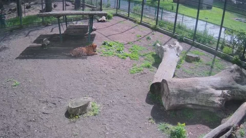 Tiger chews grass in a cage Stock Footage 154395990
