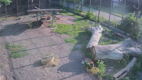 A tiger chews on leaves while another tiger hides from the heat Stock Footage 156793858