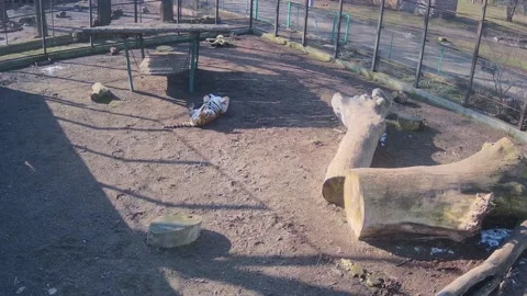 Tiger chilling on the sun1 Stock Footage 150808450