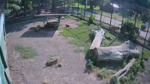 Tiger chilling on the swing Stock Footage 157157602