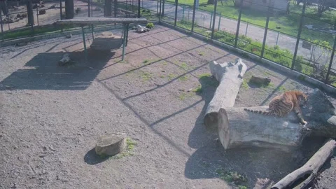 Tiger chilling on the tree Stock Footage 153143817