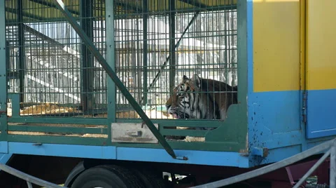 Tiger in circus cage Stock Footage 47744827