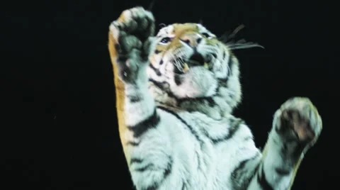 Tiger in Circus Stock Footage 8534487