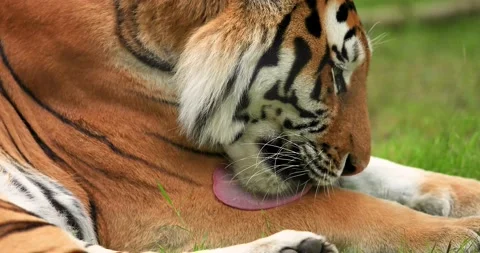 Tiger cleans itself in the jungle Stock Footage 132794223