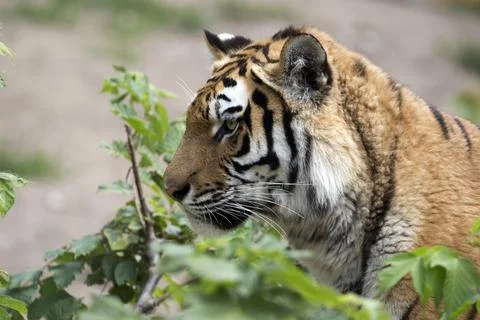 Tiger in a clearing Stock Photos