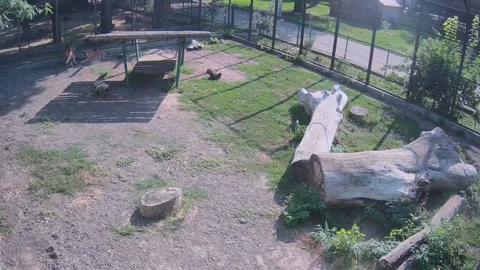 The tiger climbed onto the swing and went to sleep there Stock Footage 158609437