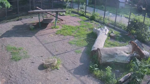 The tiger climbed a tree and roared his mother's behest Stock Footage 156186527