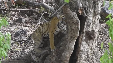 Tiger climbing the tree Stock Footage 202029053