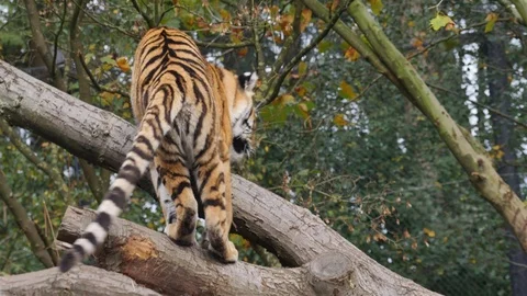 Tiger close up climb on tree and lay down in sunny green autumn environment Stock Footage 119759549