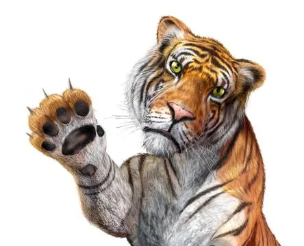 Tiger close up, facing the viewer, with the right hand up and claws. Stock Illustration