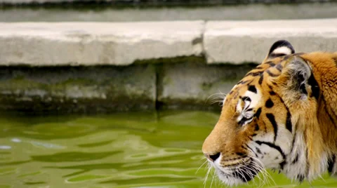 Tiger close up Stock Footage 33466940