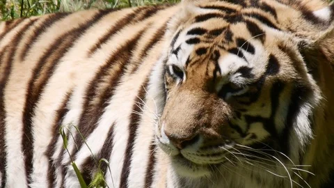 Tiger Close Up Vidéo 75487077