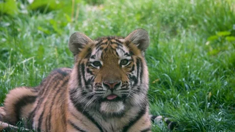 Tiger close up lie on the green grass. slow motion Stock Footage 257239234